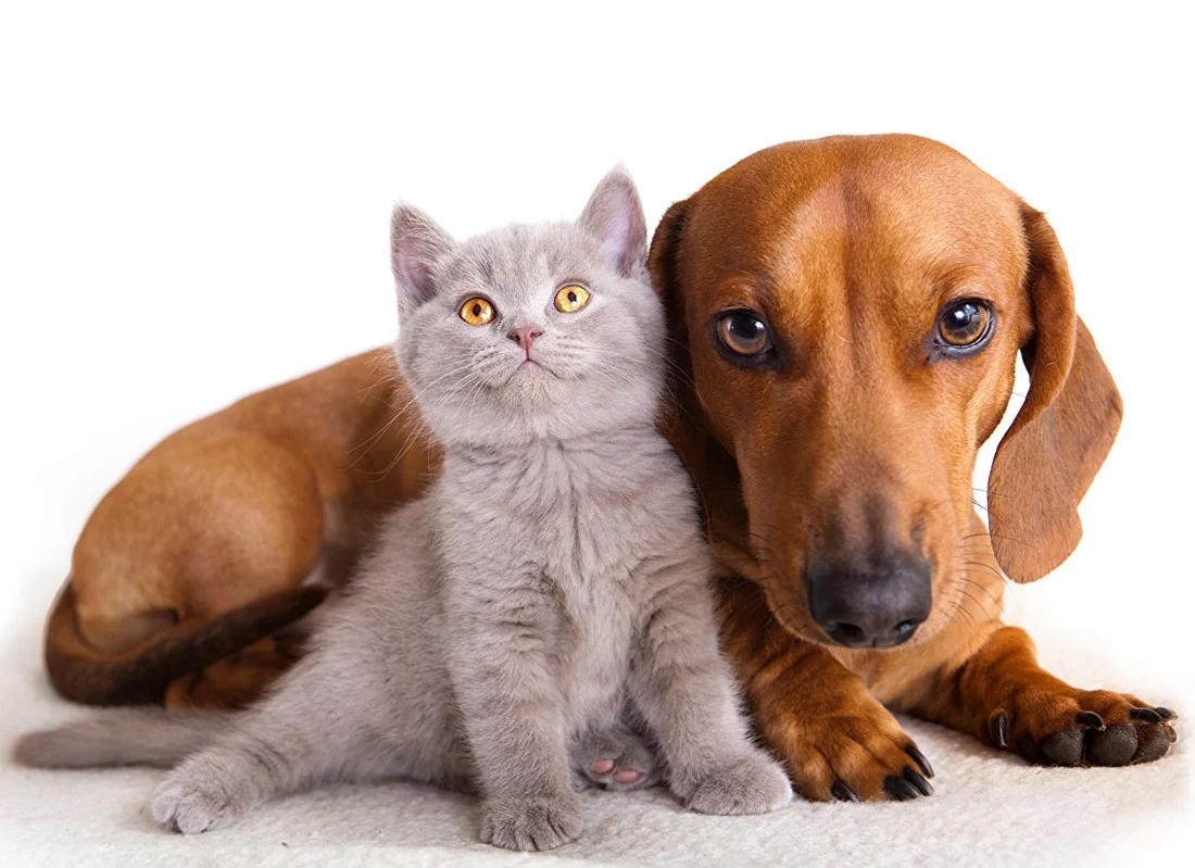 banner-mutari-cu-animale-de-companie-moving-with-pets-3 banner-mutari-cu-animale-de-companie-moving-with-pets-3